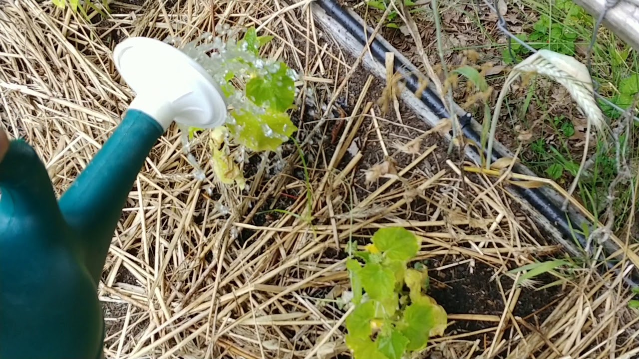 Quick fix for vegetable plants with yellowing leaves and stunted growth