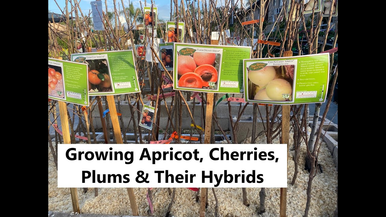 Growing Apricot, Cherries, Plum & Their Hybrids
