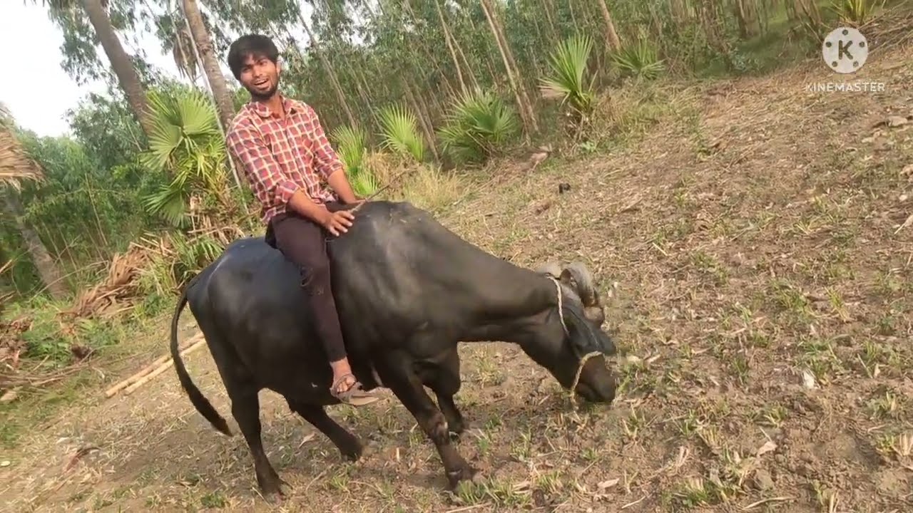 My brother bufellow riding