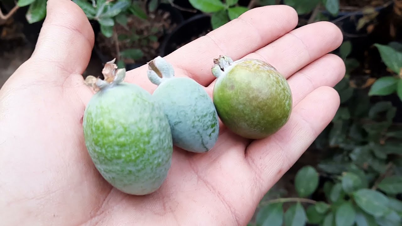 5 ways to get your Feijoa or Pineapple guava to fruit in the desert!