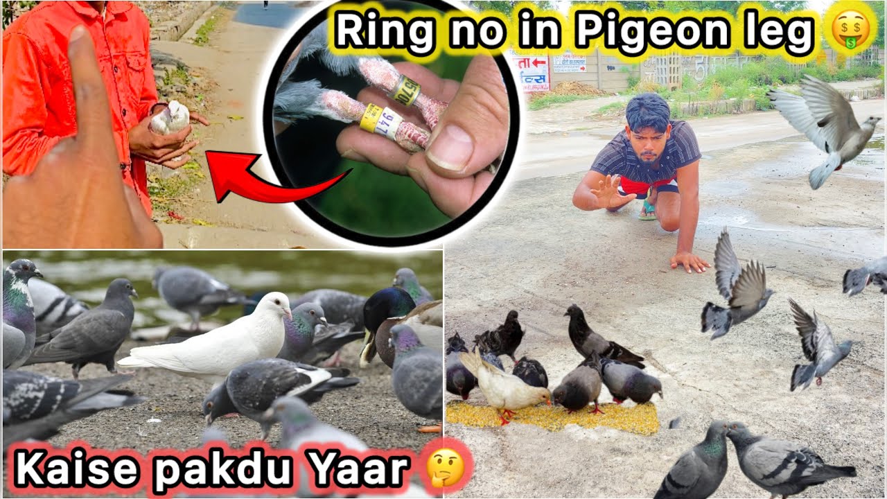 Road se Pakdne lge Ring 💍 wala kabutar 🤑 || Jungli kabutaro se kaise pakde White Pigeon 🕊️