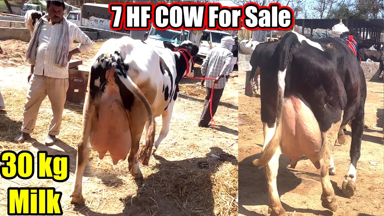 7 hf cow for sale pashu Mandi Dabwali. 10 hf cow any time available fateh dairy farm
