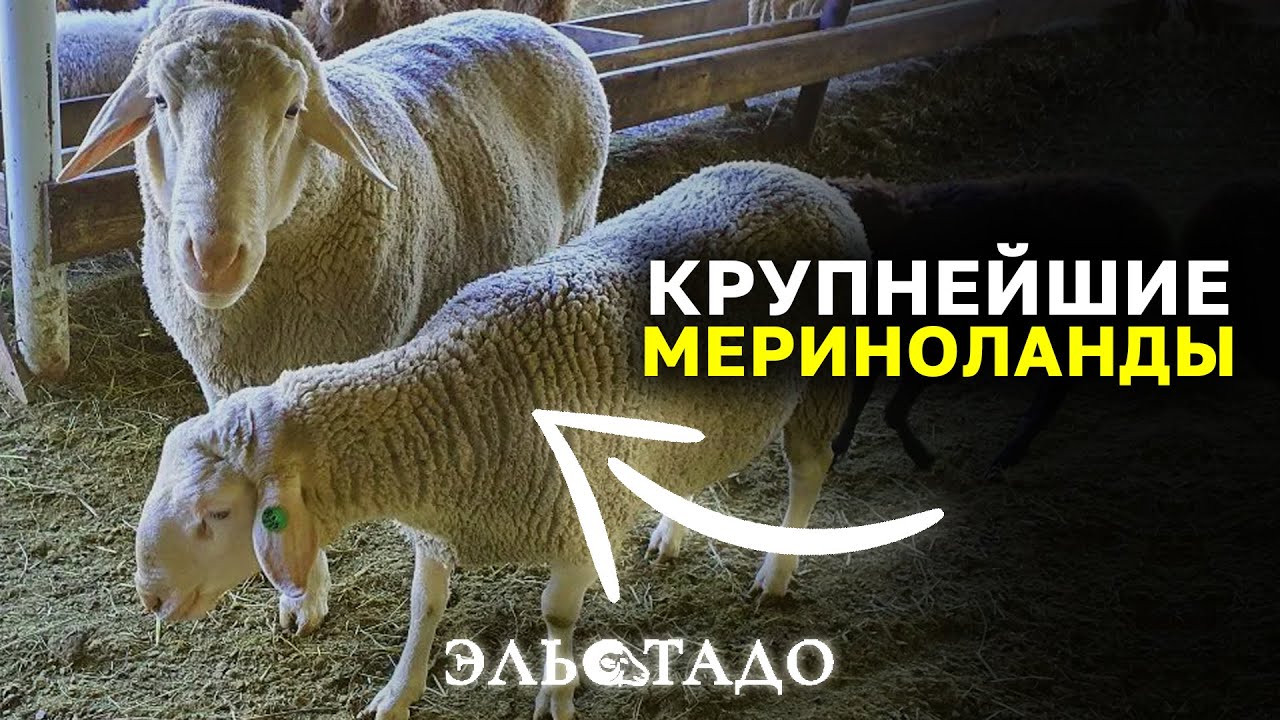 Аукцион овец Мериноландшаф в Ингольштадт! Овцы Мериноланд для России! Овцеводство!