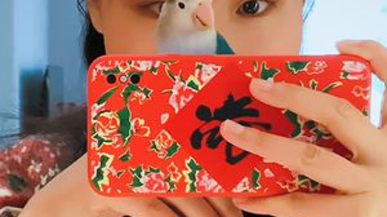 拥有一只妈宝鹦鹉是什么体验 #鹦鹉 #牡丹鹦鹉