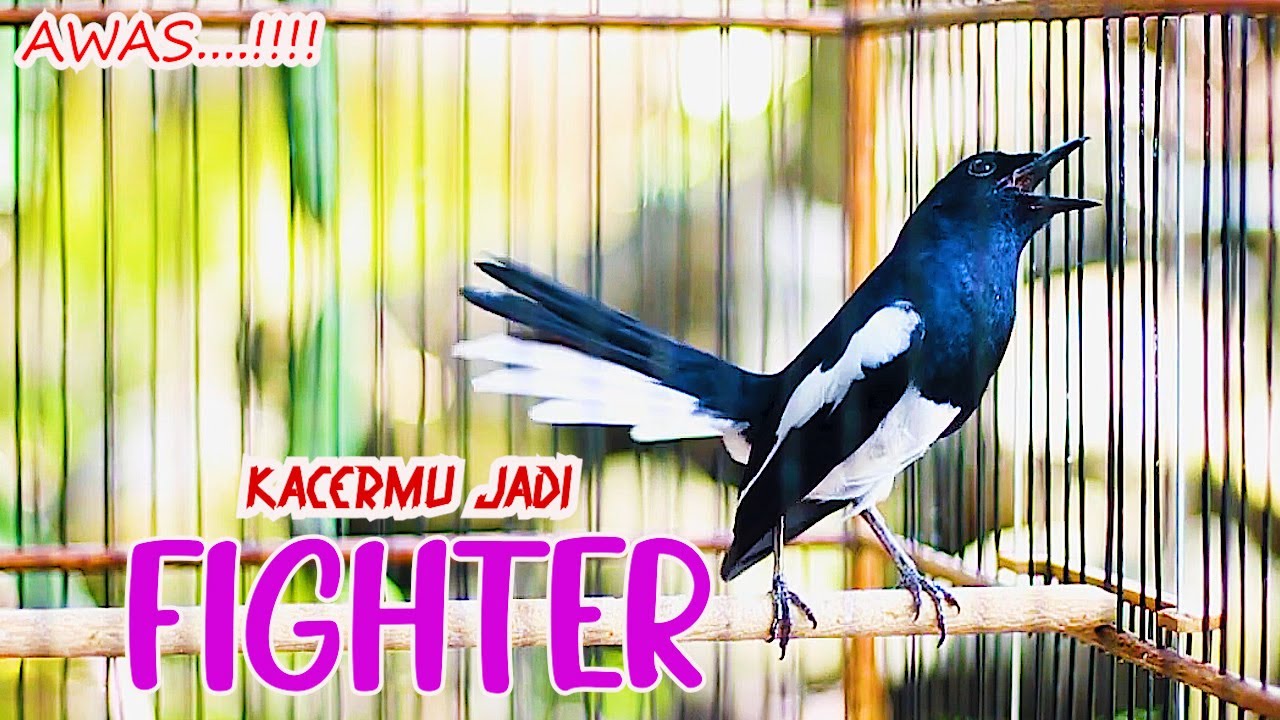 KACER NGEPLAY GACOR MATERI MEWAH, BIKIN KACER LAIN RAJIN BUNYI DAN FIGHTER
