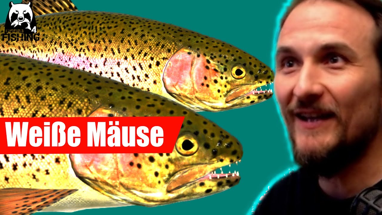 Russian Fishing 4 - Jama - Regenbogenforelle auf Maus