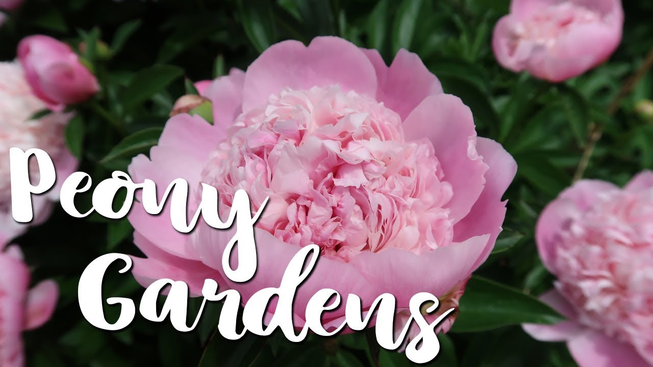 🌷 Visiting the Largest Peony Garden in the Country! 🌷