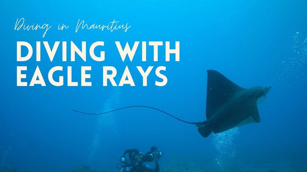 Diving with eagle rays - Mauritius