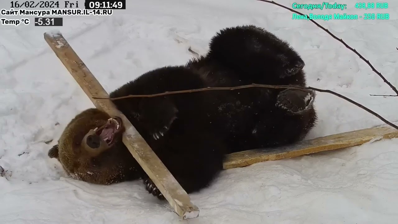 Медведь Мансур - Mansur the Bear (Мансур разобрал забор!!)