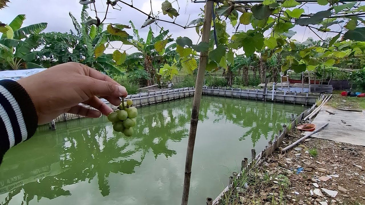 Petik anggur di kebon orang #peternakmuda #pertanian #breeding #fyp #viral #jawarandu #sobatngarit 
