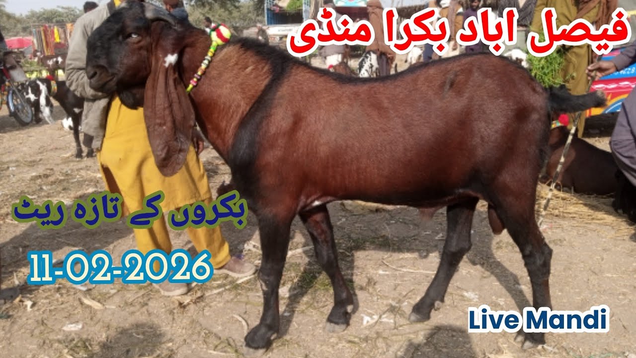 Bakra Mandi Faisalabad Latest Update • 11-02-2026 • | Goat Farming in Pakistan |‎