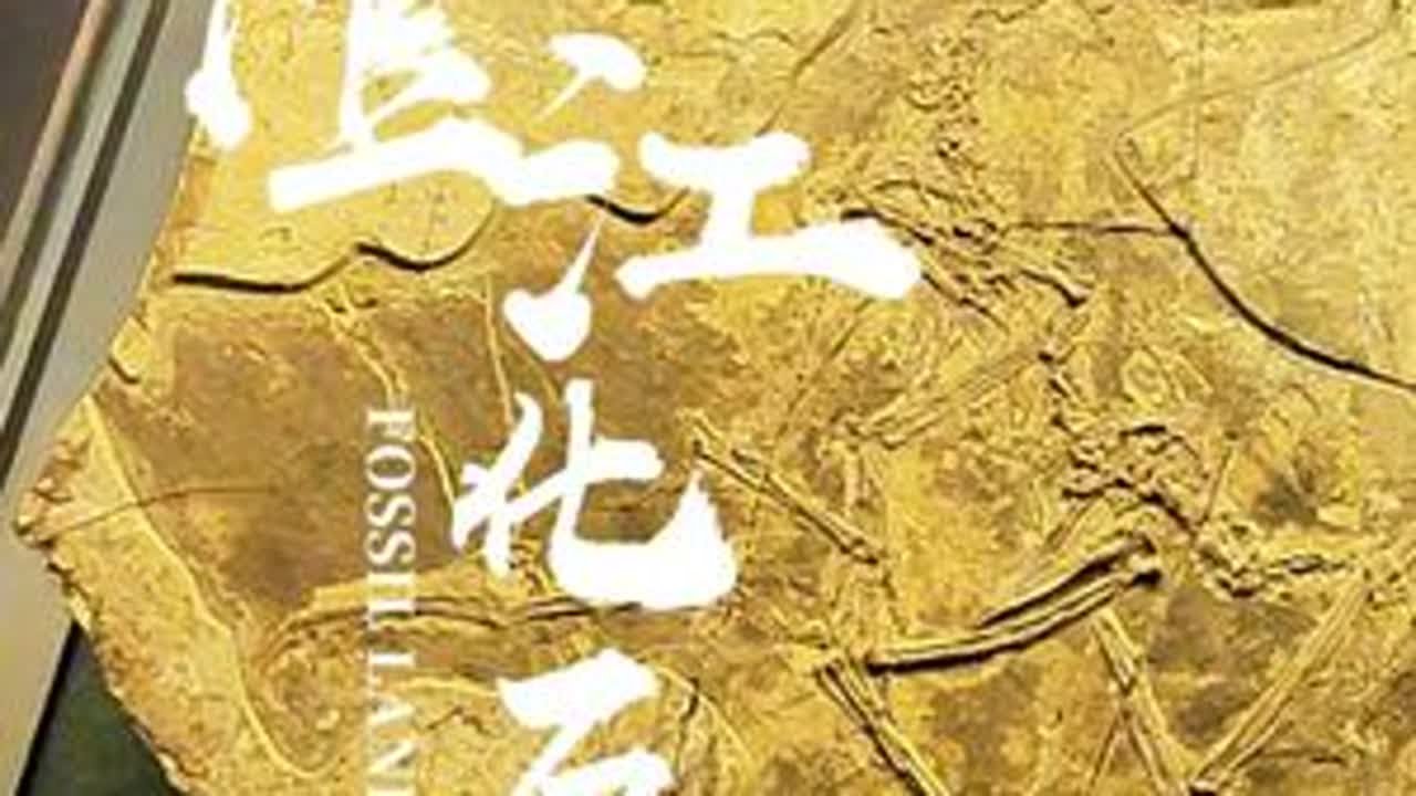 亚洲唯一！世界前三！5.3亿年前的古生物化石带竟然在中国！ 5.3亿年前，在云南澄江曾上演过地球最疯狂的&lsquo;生物实验&rsquo;！玉溪的抚仙湖畔，有着中国首个、亚洲唯一的化石类世界遗产&mdash;&mdash;澄江化石地人类的远