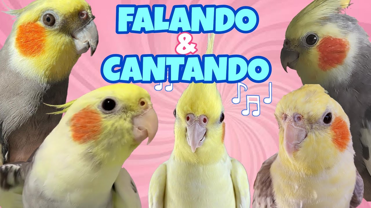 CALOPSITAS Encantadoras: Conversas e Cantorias [CALOPSITAS FALANDO E CANTANDO]