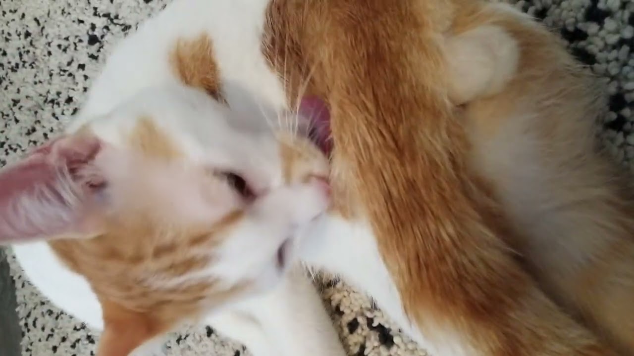 Watch my cat's incredible self-grooming routine