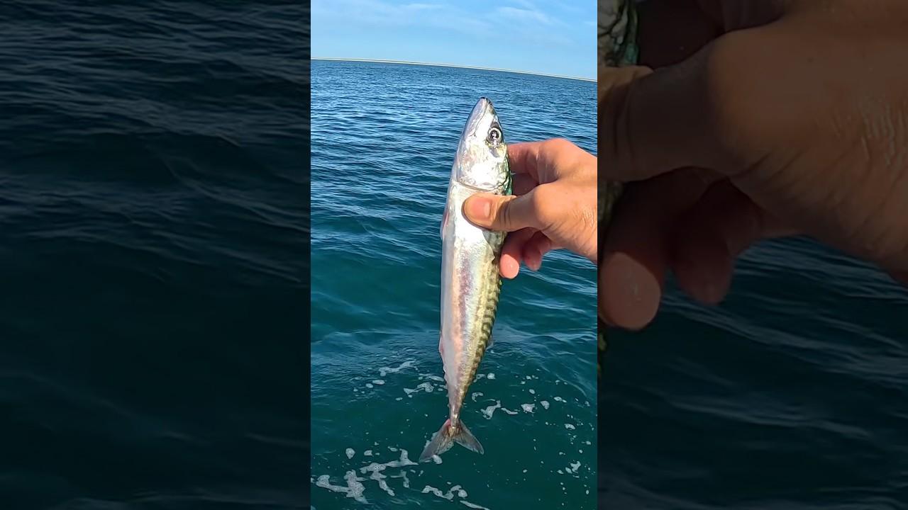Does Dead Bait work Better than Live Bait? #shorts #fishing