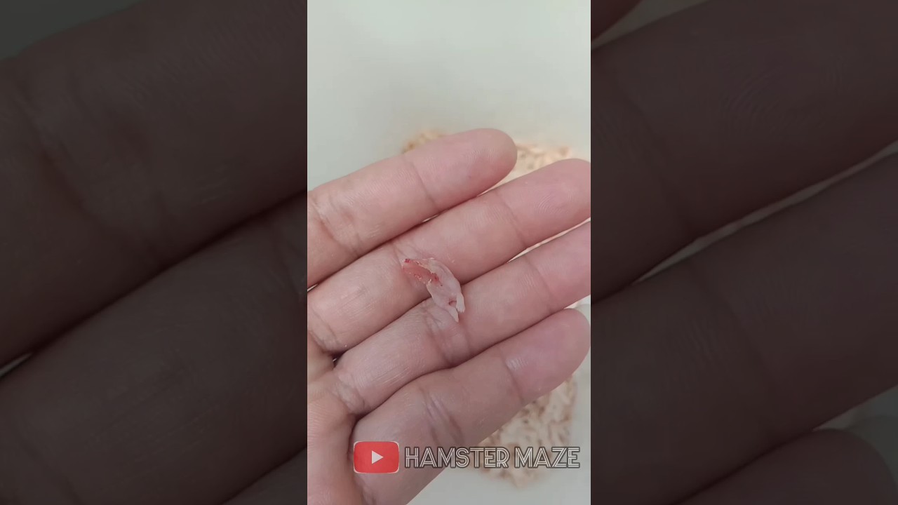 mother hamsters eat their own babies 😭😭😭