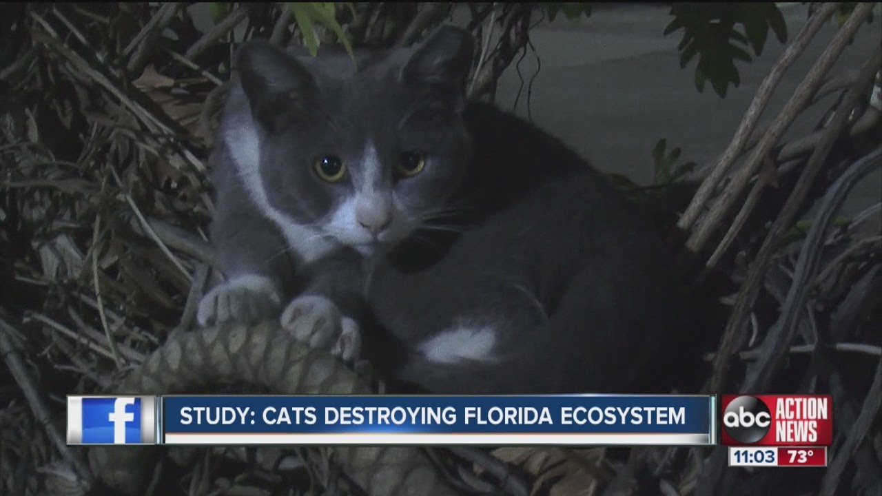 Report: Cats kill billions of animals a year