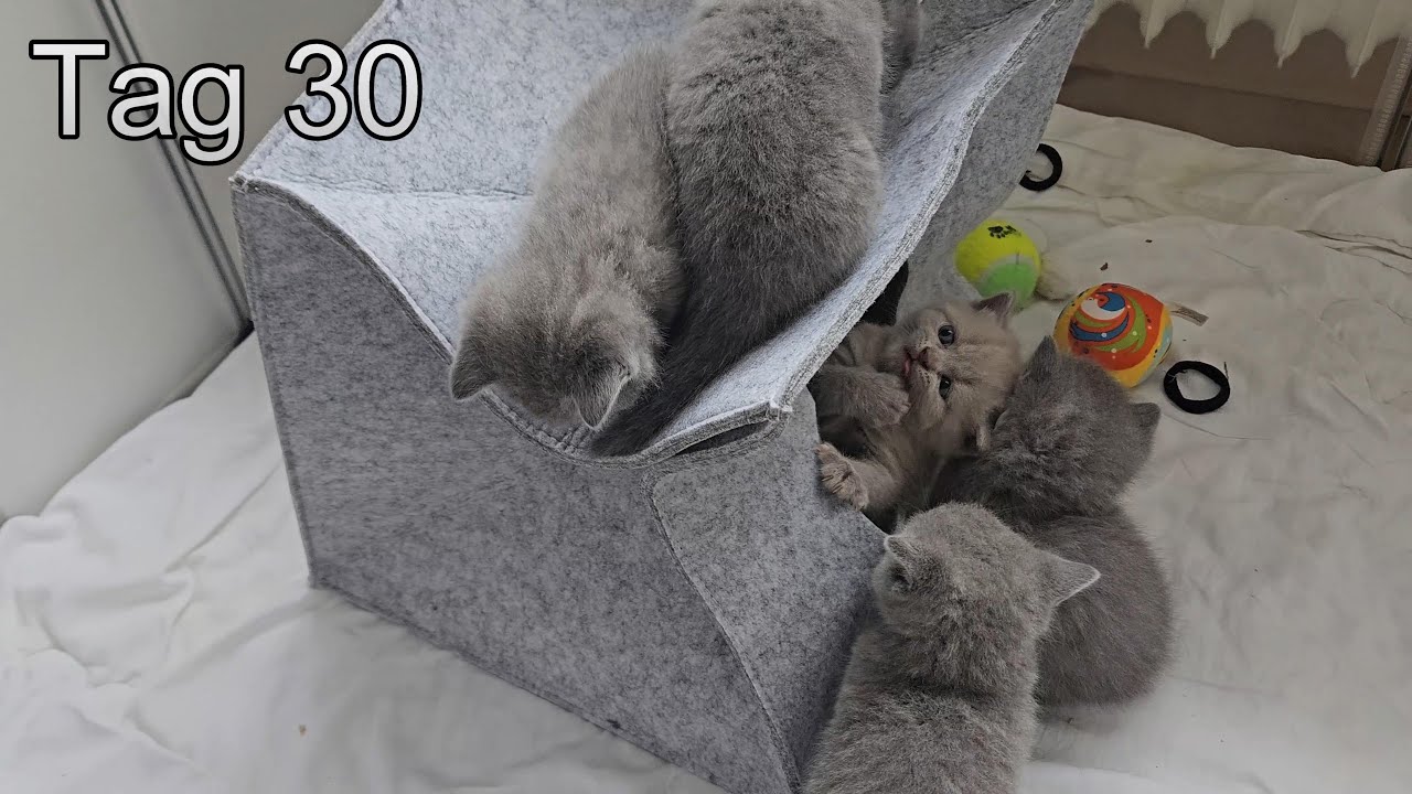 Britisch Kurzhaar Katzen Tag 30
