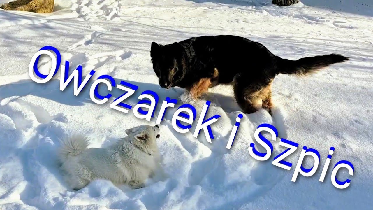 Moje Wilki na śniegu, Szpic z Owczarkiem ;)