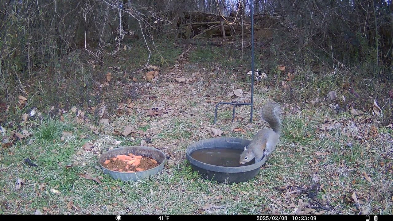 Trail Cam 2026 FEB 08
