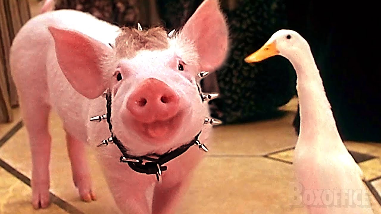 Os animais mais engraçados e fofos de BABE 2 🌀 4K
