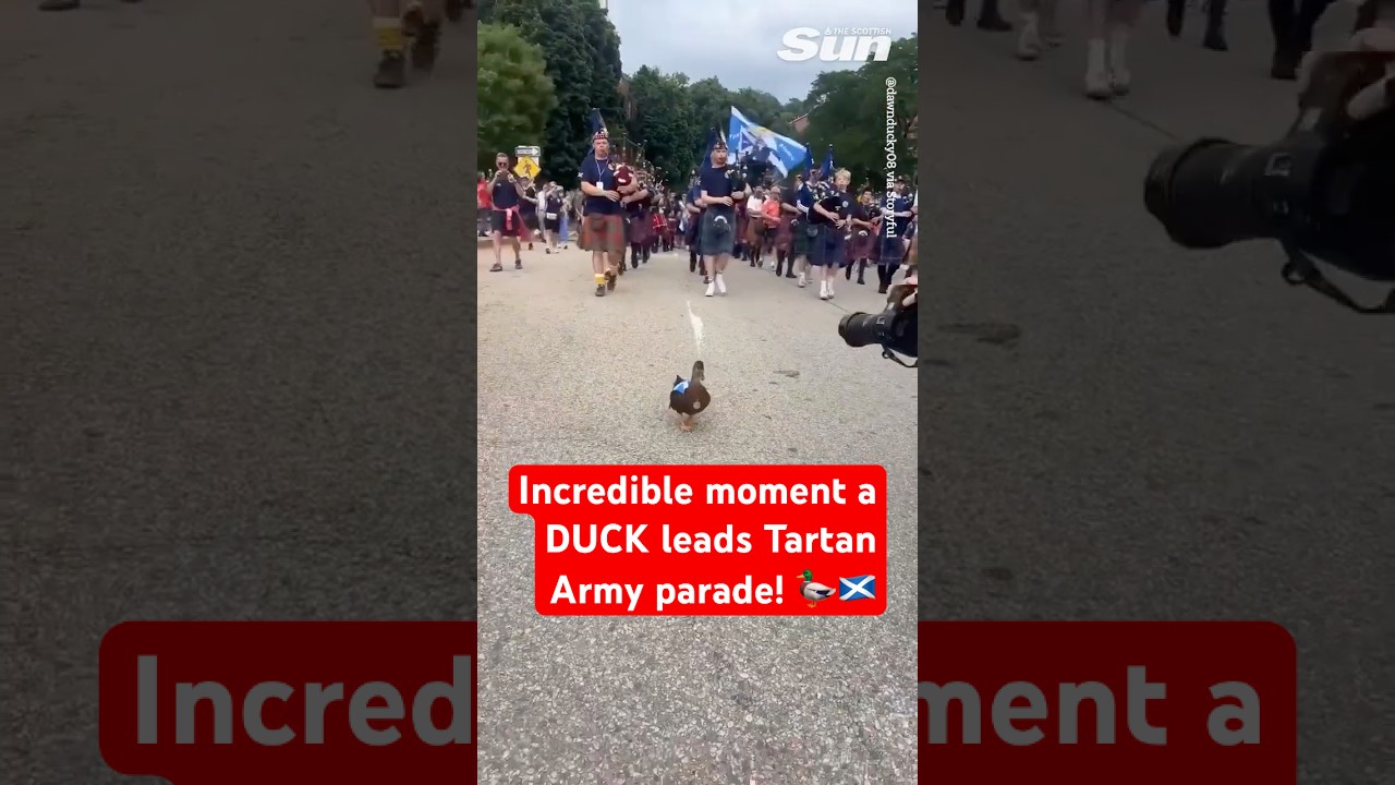 Incredible moment a DUCK leads the Tartan Army parade in Boston