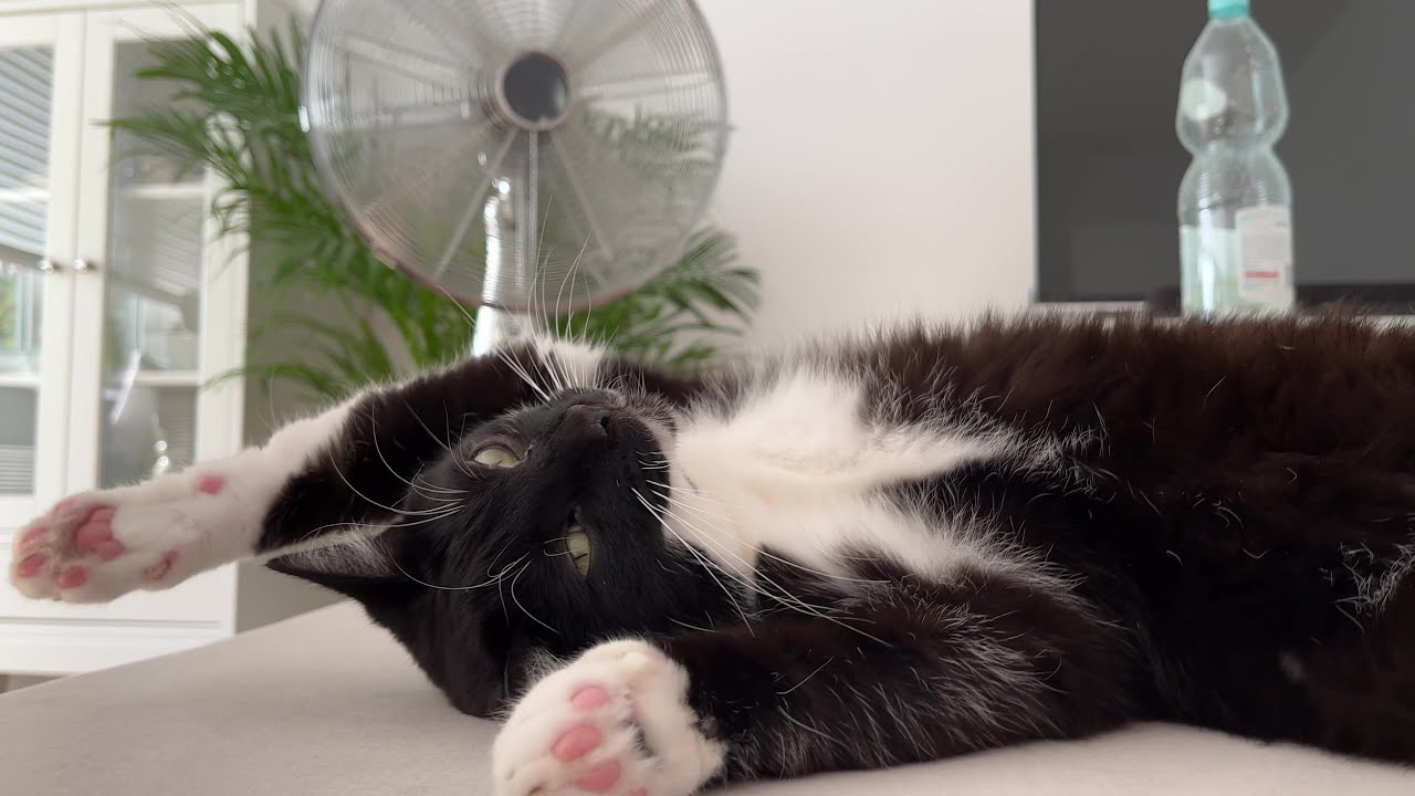 Opposite heatwave cat personalities...?