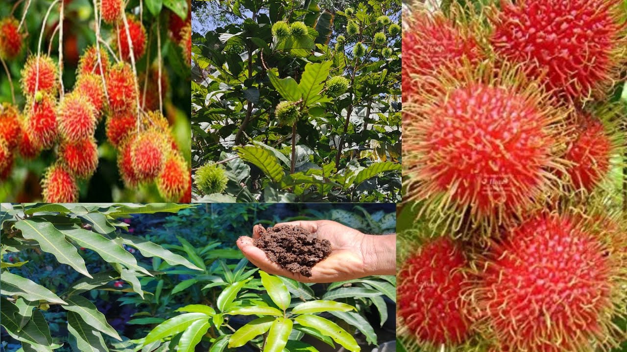 റംബൂട്ടാൻ 2വർഷംകൊണ്ട് കായ്ക്കാൻ /rambutan growing tips@Sunil agritechs