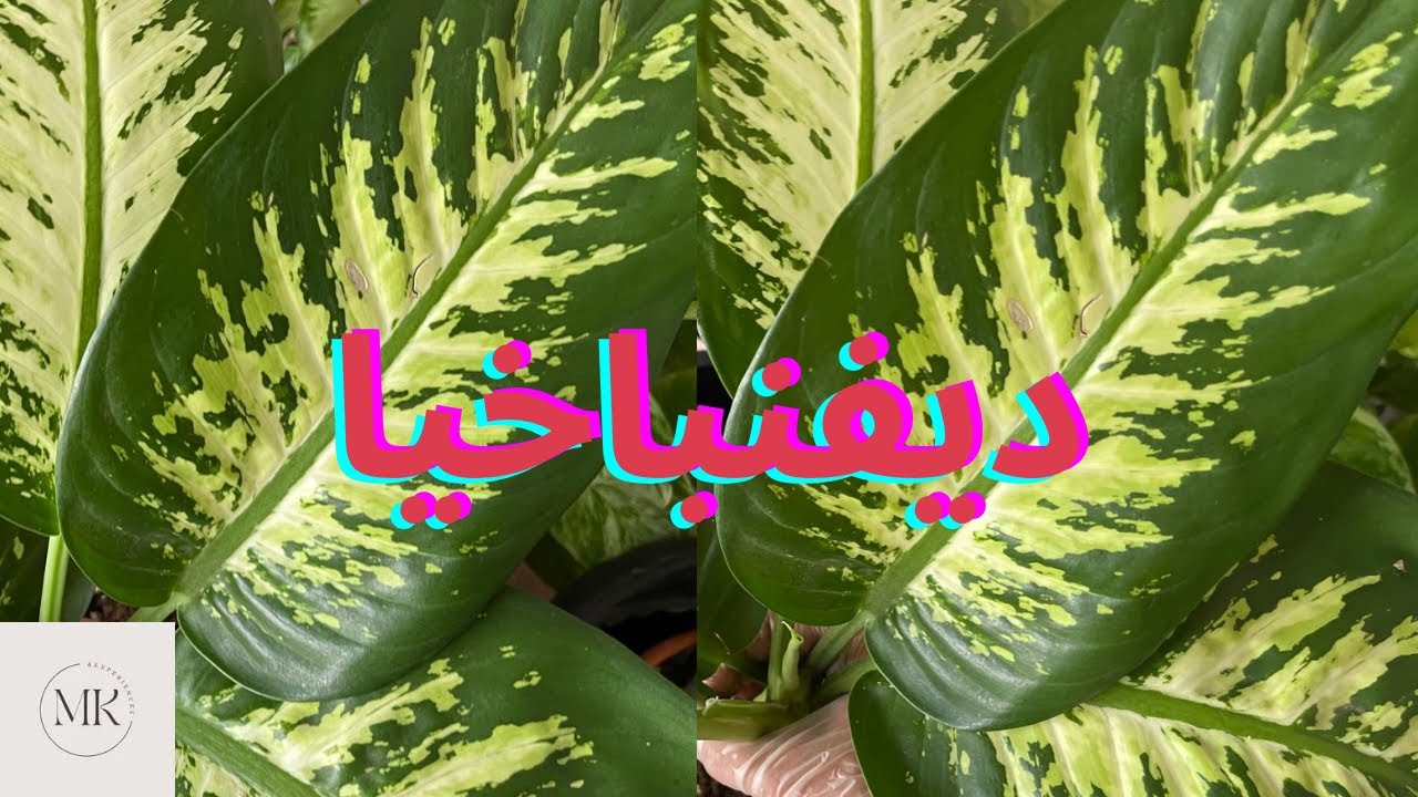 نبات الديفنباخيا العنايه به من اضاءة و ري و تسميد للحصول على اوراق كثيفه صحيه🪴