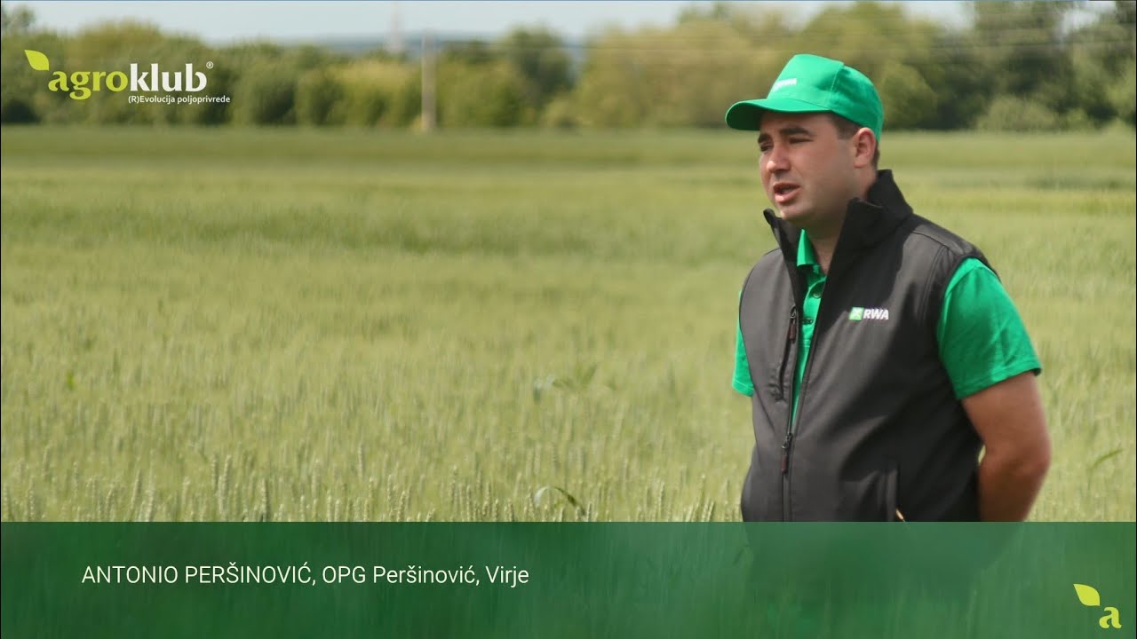 Antonio Peršinović - iskustvo s RWA sortama pšenice