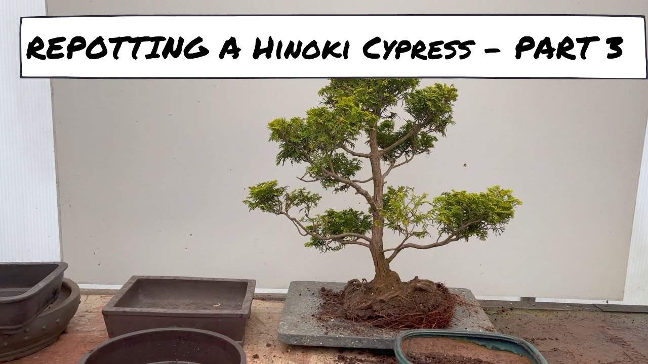 Repotting A Hinoki Cypress - Repot Part 3