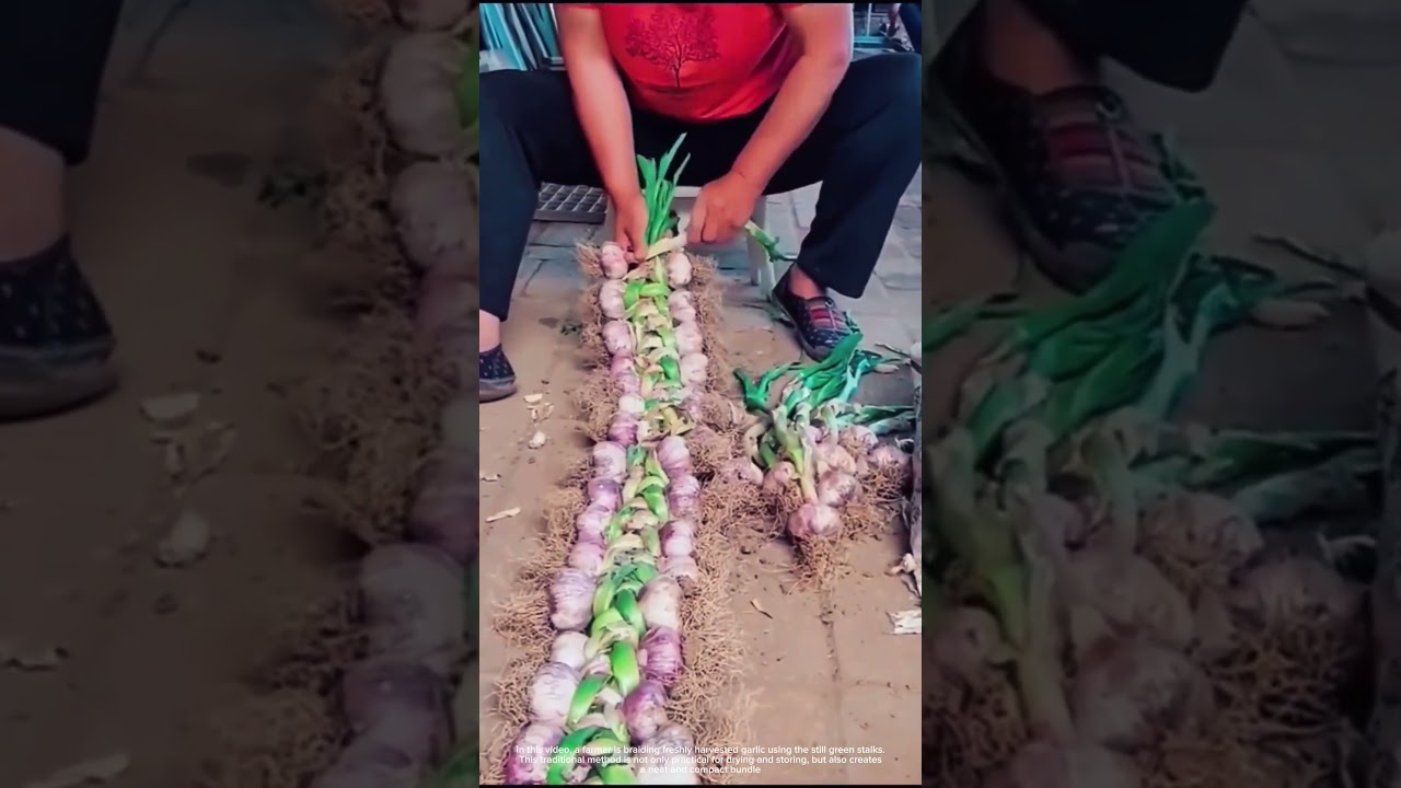 Braiding Freshly Harvested Garlic