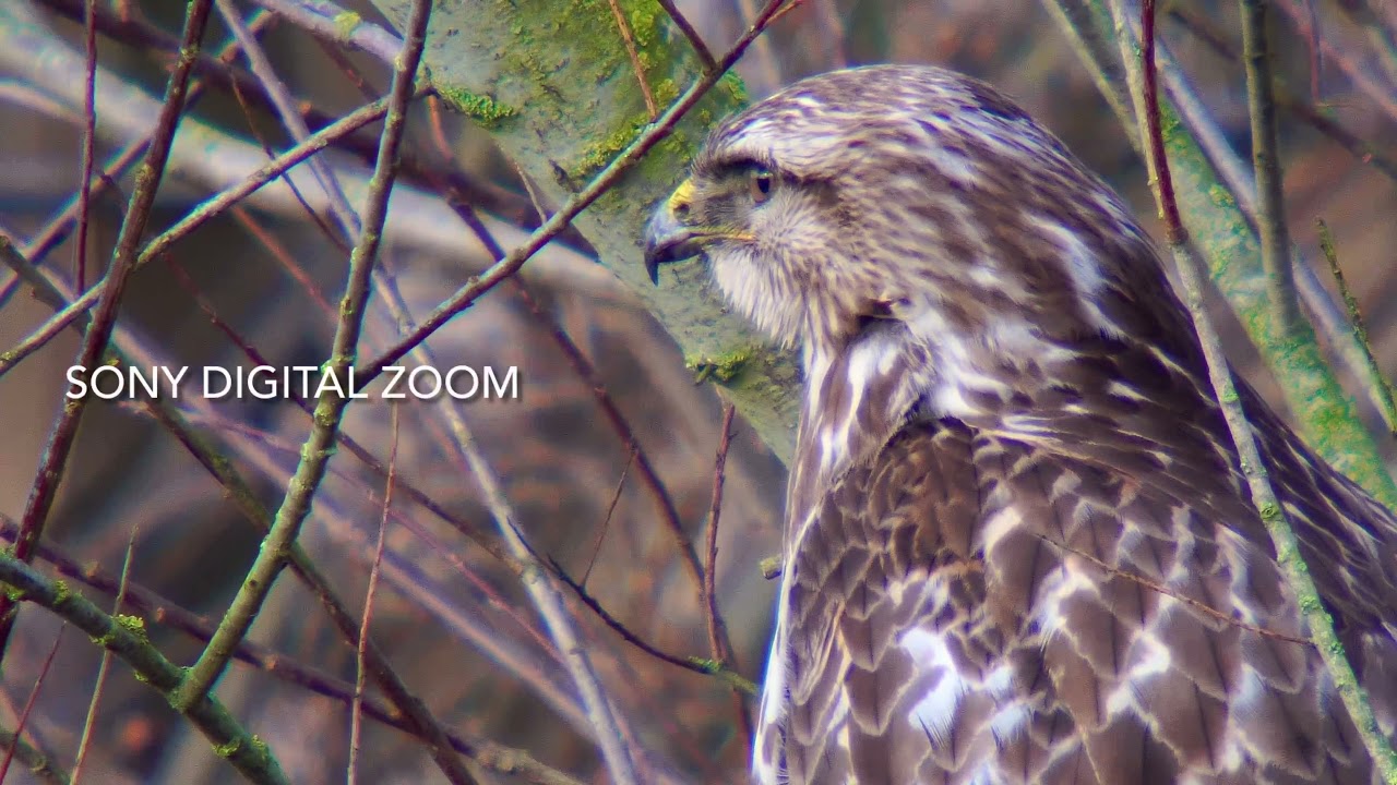The power of Digiscoping Buzzards