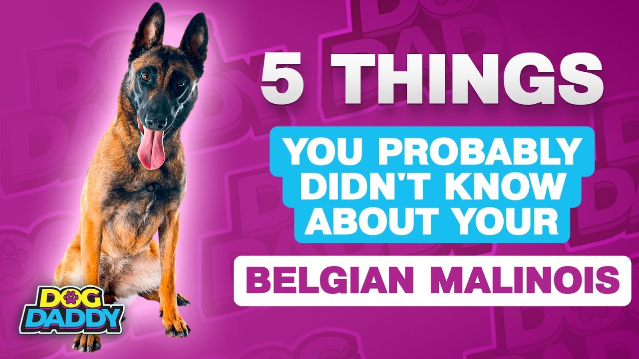5 Things You Probably Didn't Know About Your Belgian Malinois