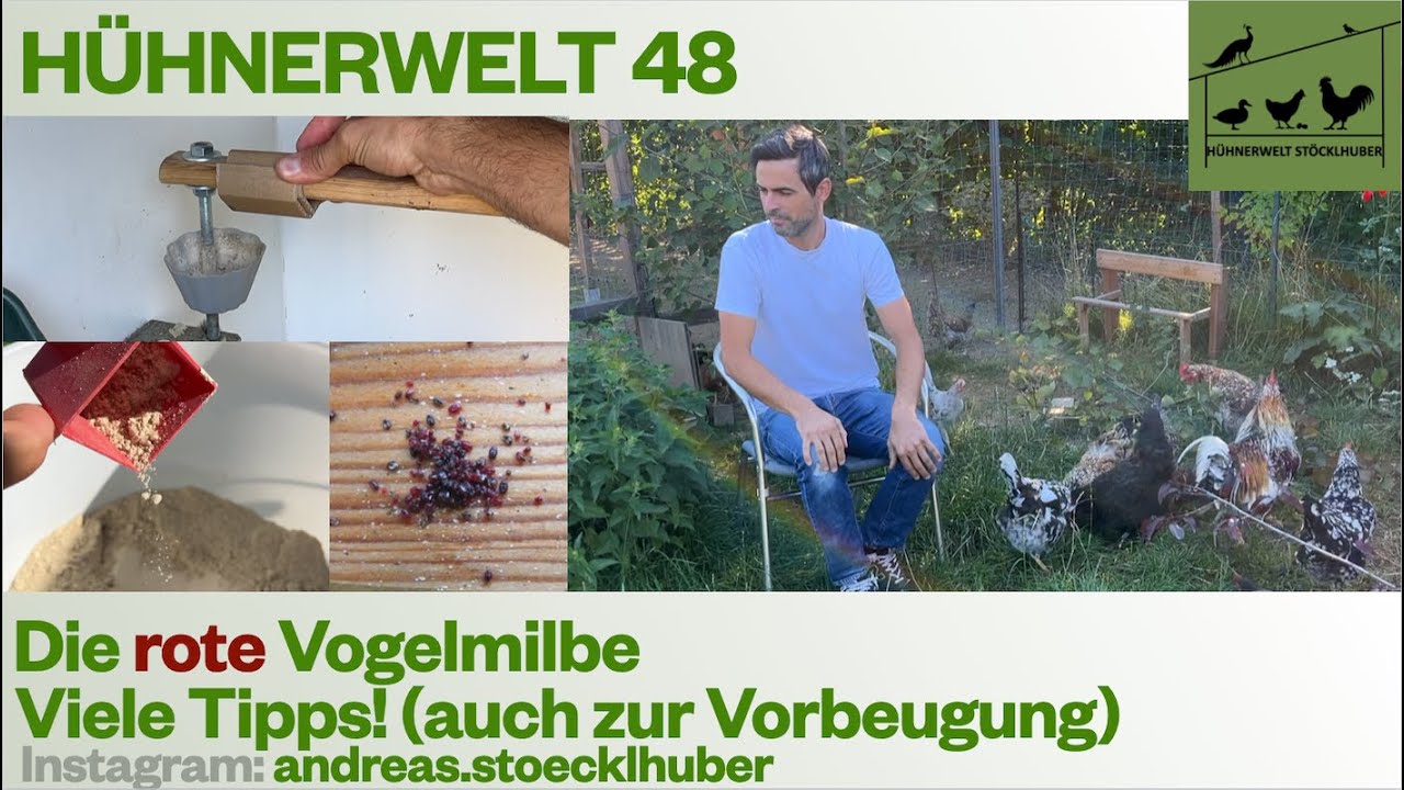 Hühnerwelt 48 Die rote Vogelmilbe - Viele Tipps und meine Erfahrungen
