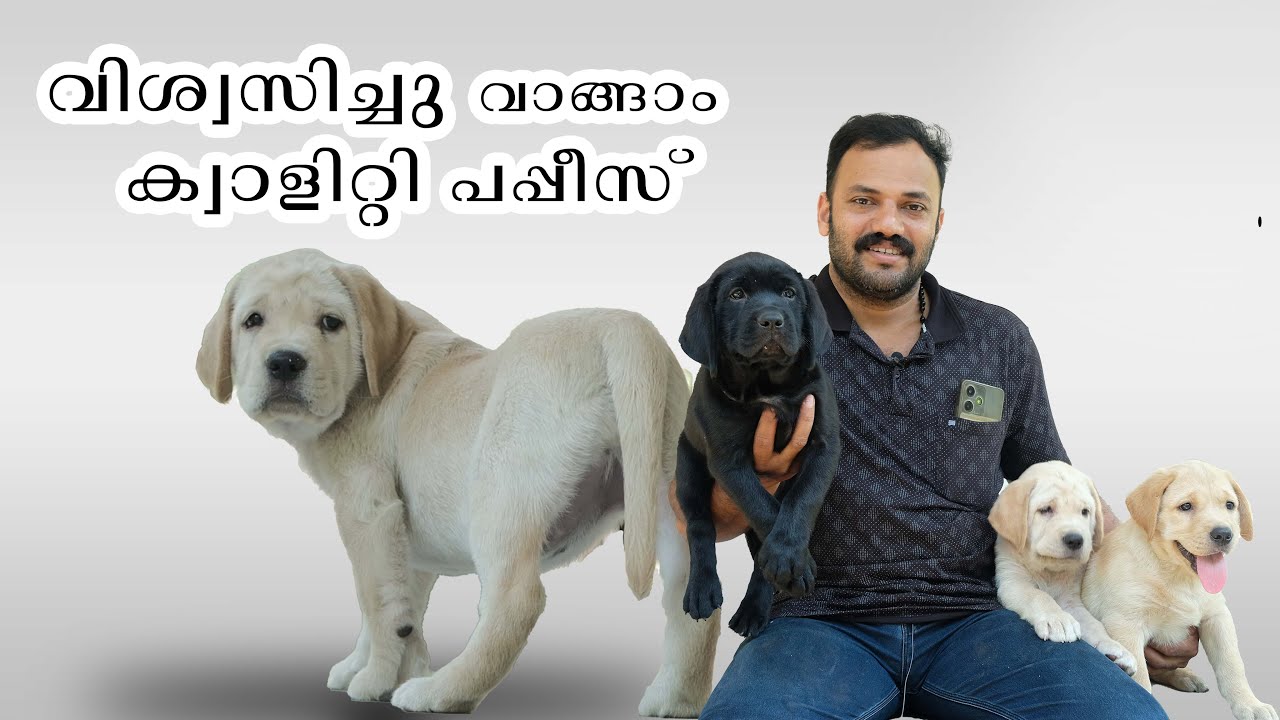 വിശ്വസിച്ചു വാങ്ങാം  ക്വാളിറ്റി പപ്പീസ്