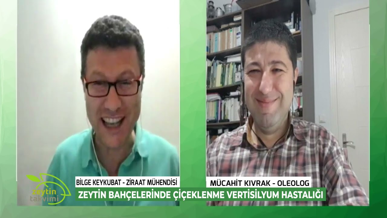 ZEYTİN TAKVİMİ | ZEYTİN BAHÇELERİNDE ÇİÇEKLENME VERTİSİLYUM HASTALIĞI