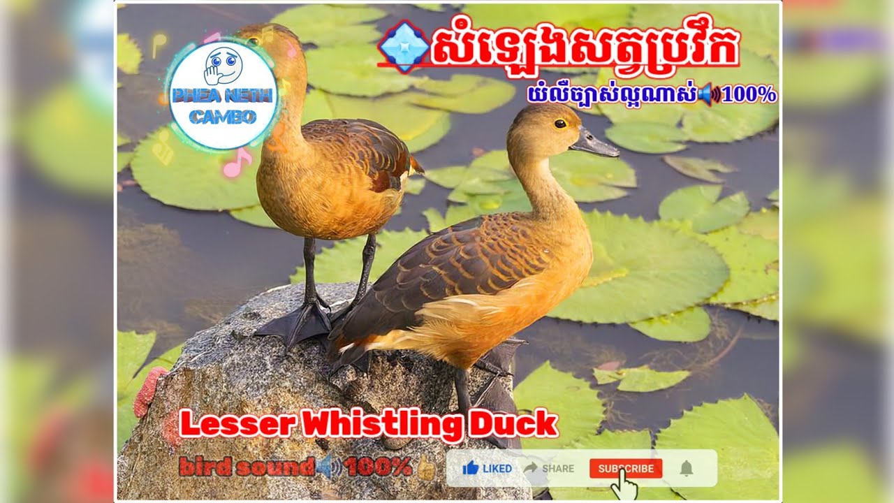 សំឡេងសត្វប្រវឹក យំលឺច្បាស់ល្អណាស់100% | Lesser Whistling Duck Black-billed Koelbird sound 🐦🔊100%👍