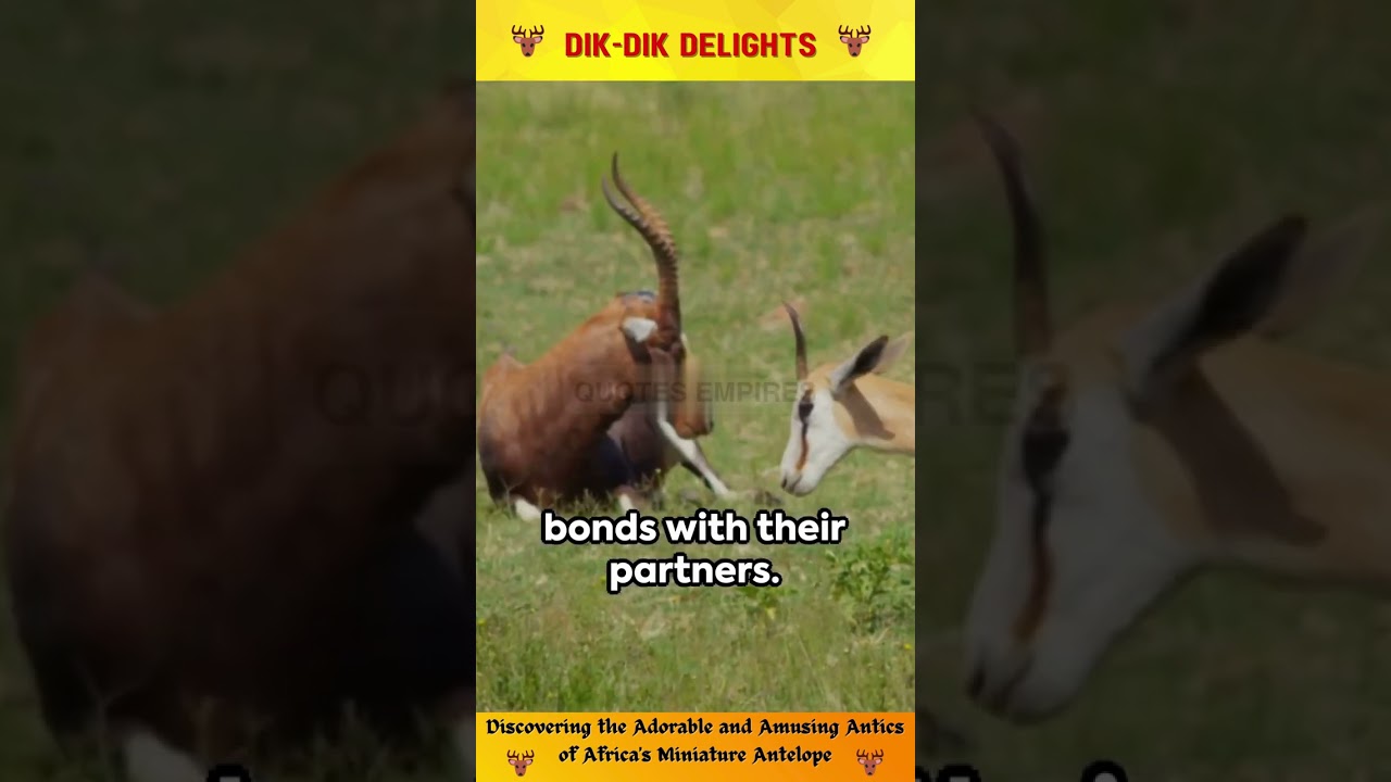 Dik Dik Delights Discovering the Adorable and Amusing Antics of Africa's Miniature Antelope#dikdik