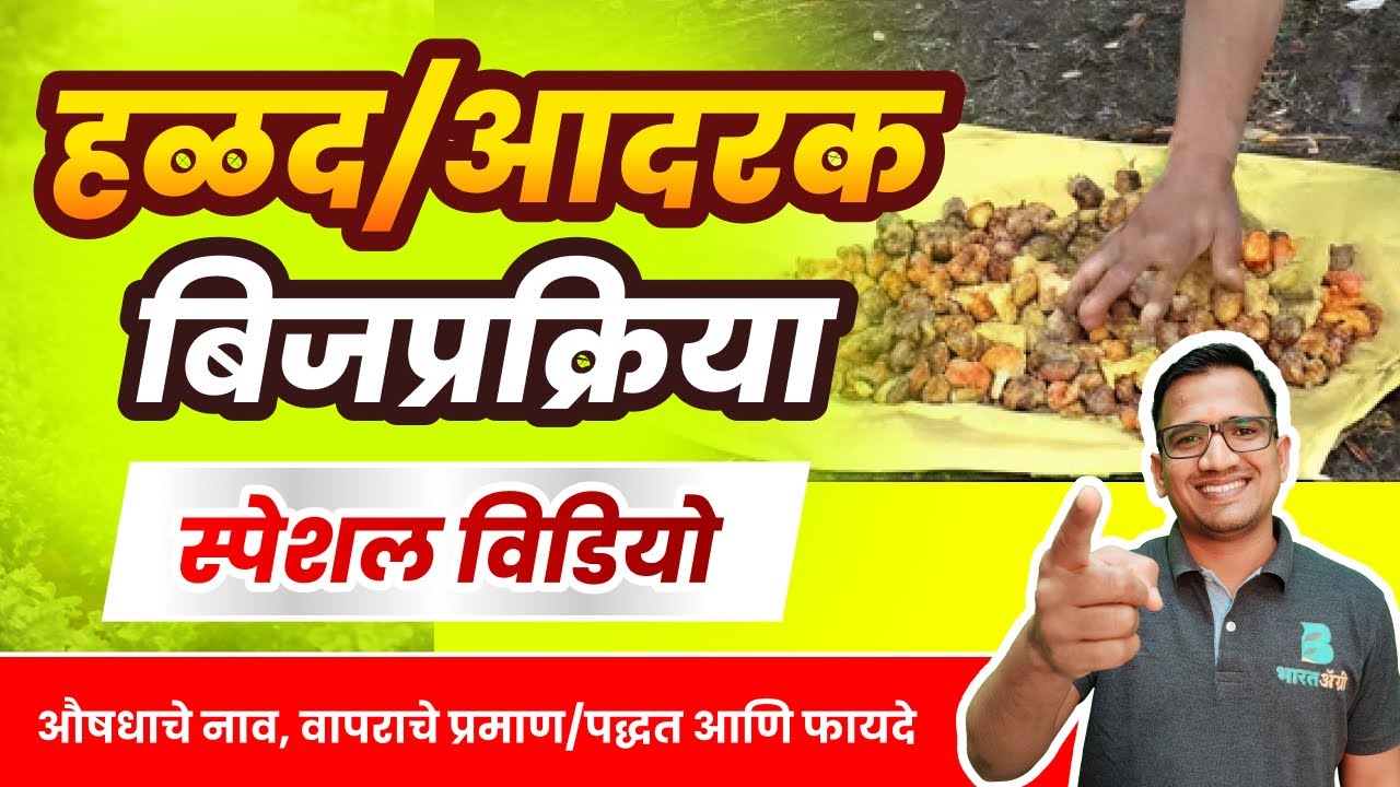 हळद बीजप्रक्रिया स्पेशल विडियो 2025 | halad bij prakriya | turmeric seed treatment #हळद #bharatagri