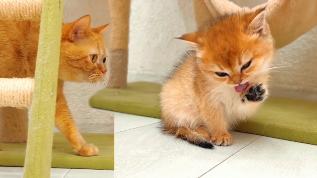Отвергнутая двумя кошками, этот котенок сначала попыталась помыться