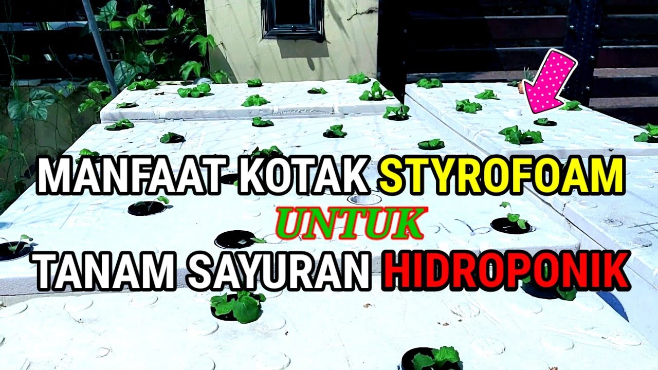 🔴 Manfaat Styrofoam Untuk Tanaman Hidroponik