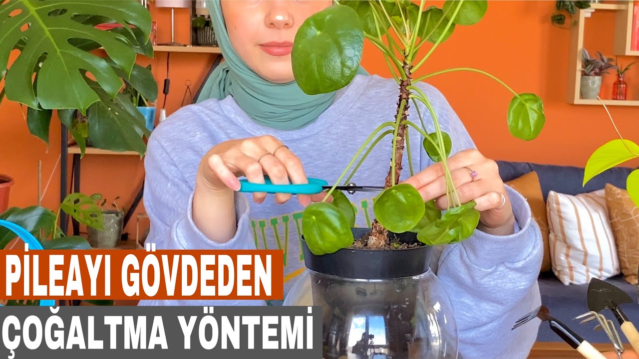 Pilea Bitkisini Gövdeden Çoğaltma Yöntemi