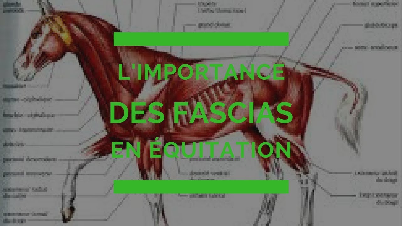L'importance des fascias en équitation Améliorez la santé et le bien-être de votre cheval