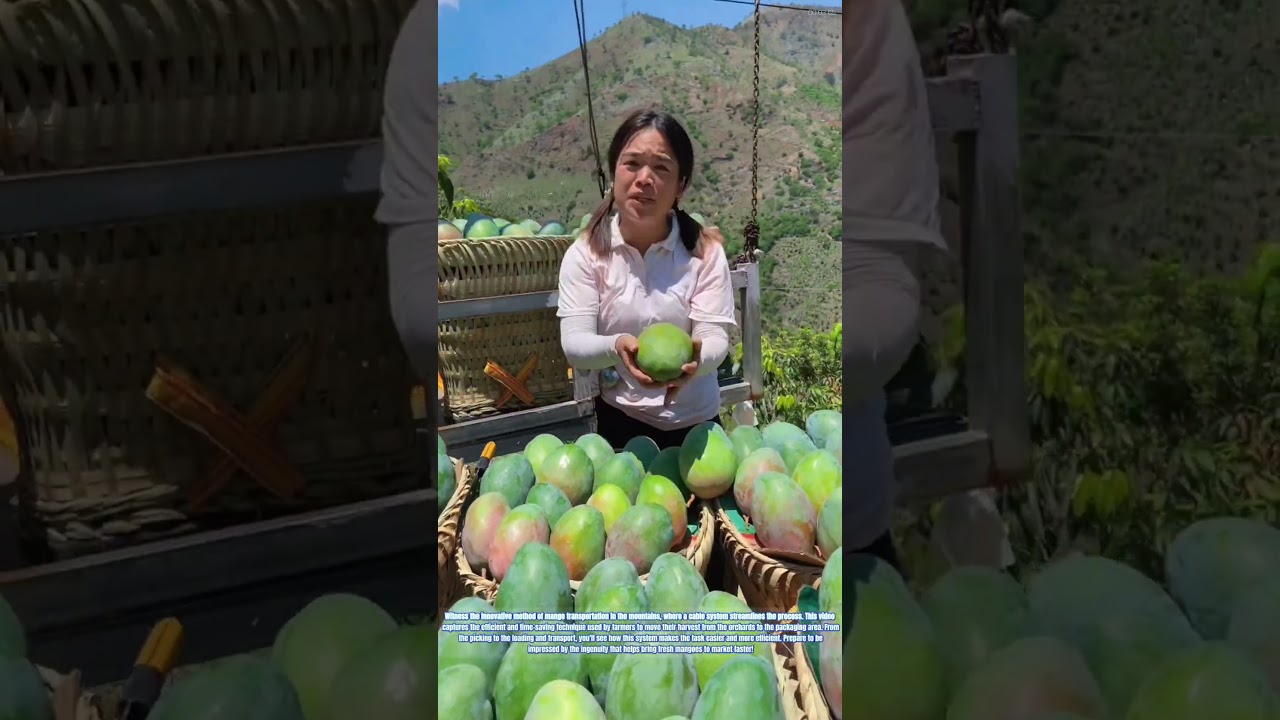 Efficient Harvest: Mango Transport via Mountain Cable Systems