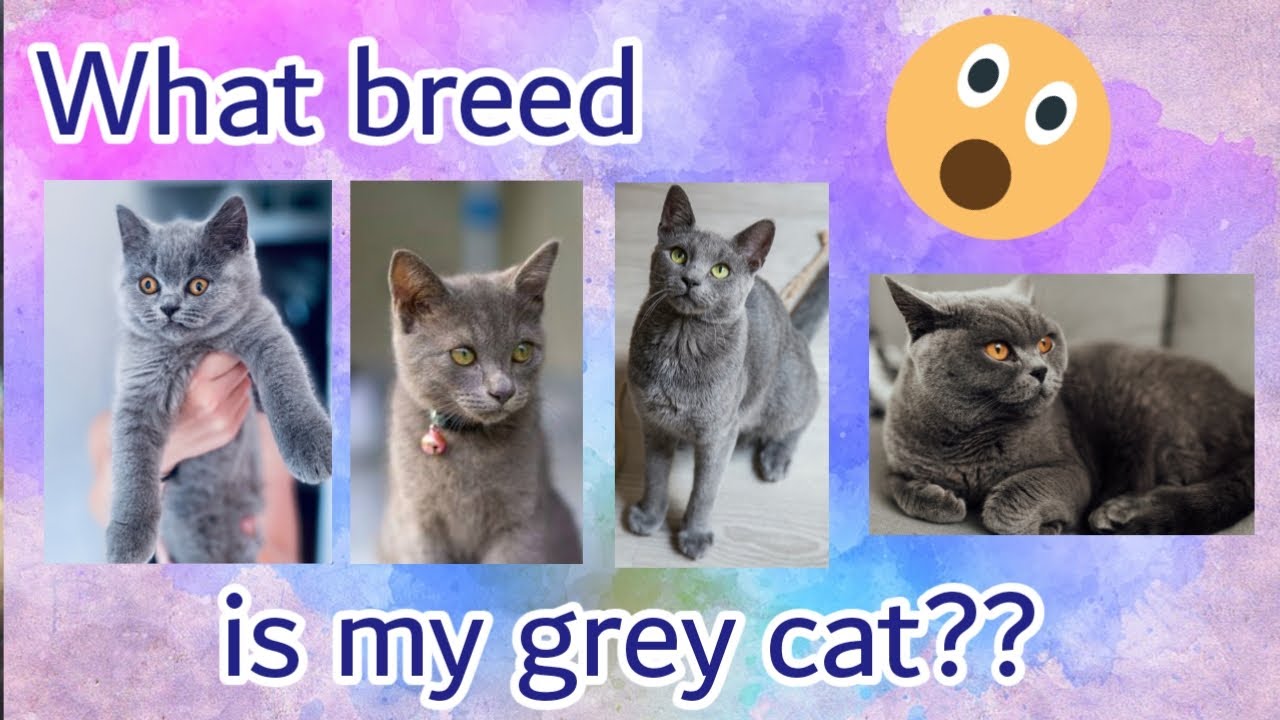 What breed is my cat?? | Different kinds of grey cats | Traits and Characteristics