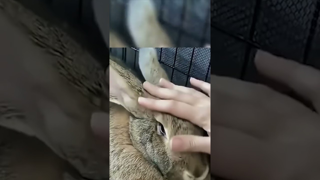 While a man was busy with farm work  #animals #petsvloging #adorableanimals