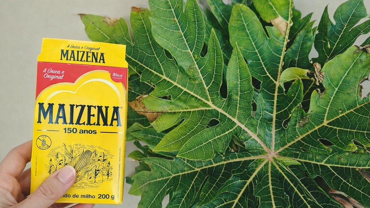 MORRIA E NÃO SABIA: é só bater FOLHA DE MAMÃO com MAIZENA e não precisa mais comprar no mercado