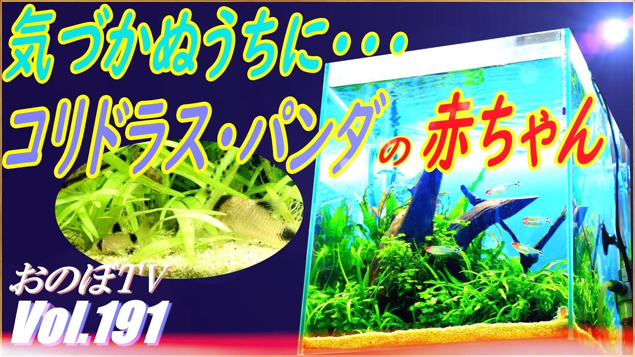 えっ！？　突然コリドラス・パンダの赤ちゃんに遭遇！？　いつの間にか育っていました(笑)  #191