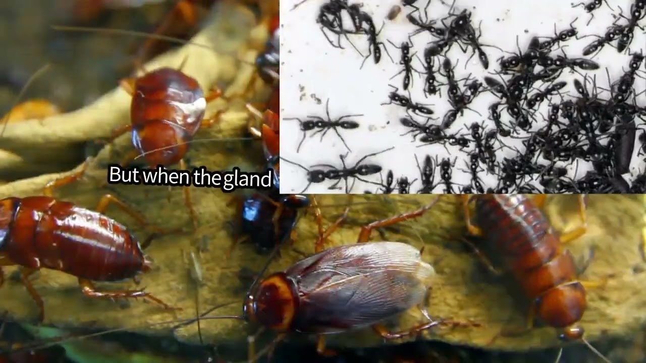 Ants Run Tiny Hospitals: How They Heal Infected Wounds